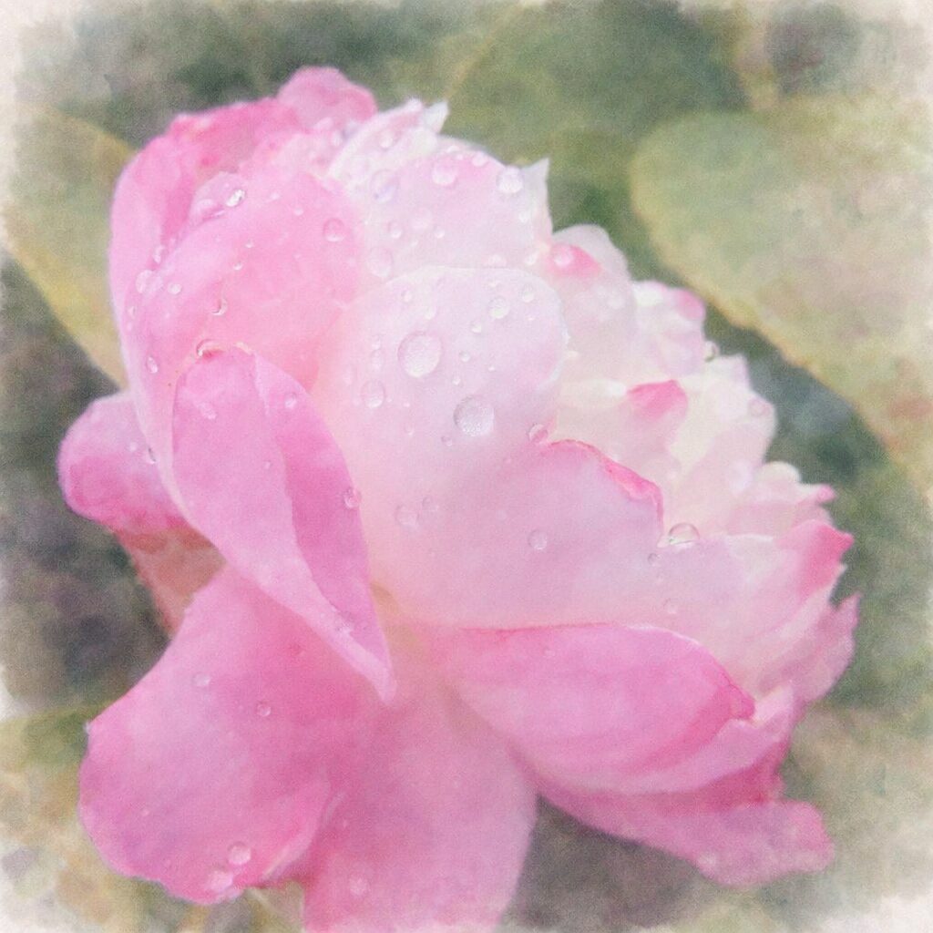淡いピンクと白のサザンカを描いた手描き水彩画風イラスト。重なる花弁に透明感のあるにじみを施し、水滴をやさしく点描で表現。背景の緑をふんわり溶かし込み、静謐でやさしい印象に仕上げた正方形の絵画的構図。