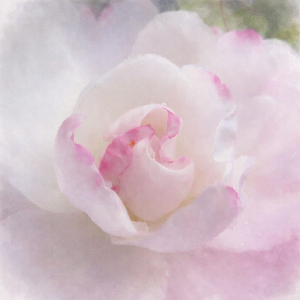 白から淡いピンクへとにじむサザンカの花芯を描いた手描き水彩画風イラスト。重なり合う花弁を柔らかなグラデーションで表現し、中心に向かう螺旋状の構図と背景の淡い緑のにじみが、静かで優雅な雰囲気を醸し出す正方形の絵画的表現。