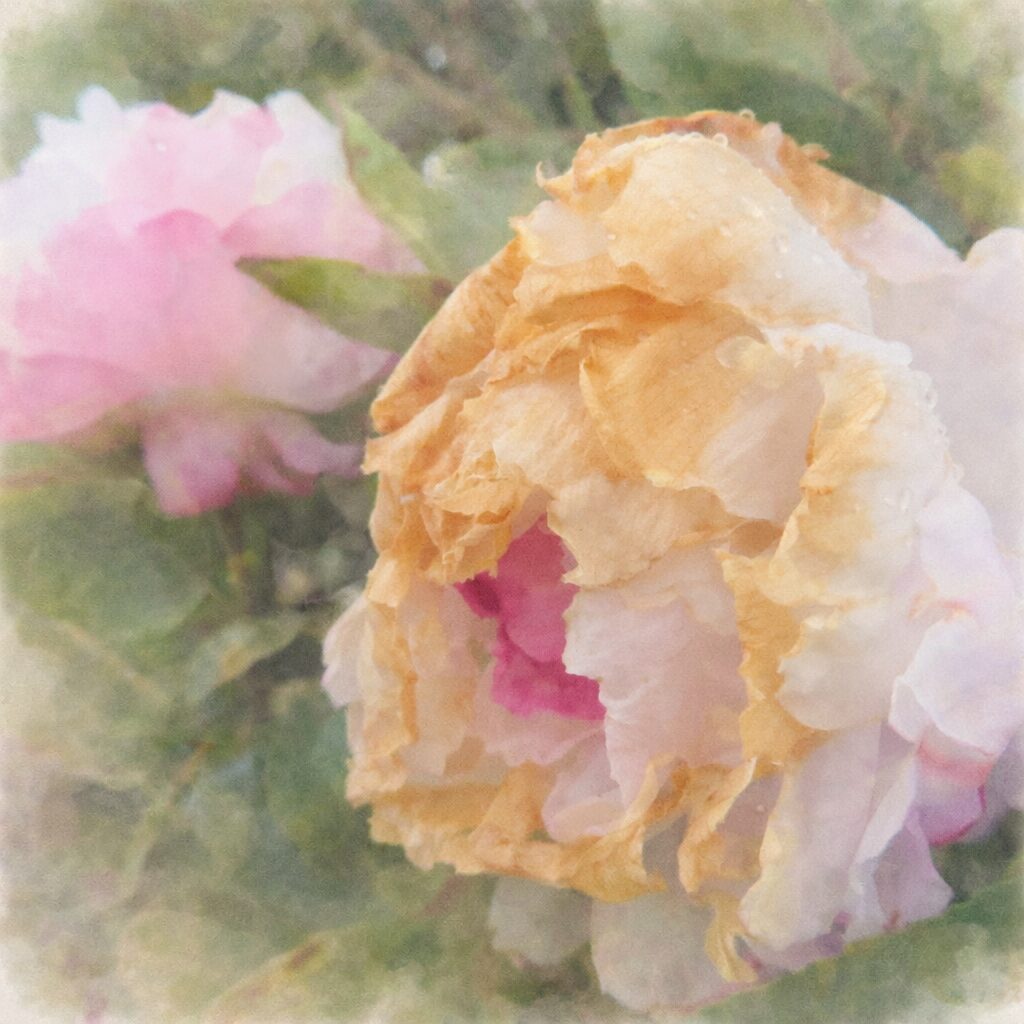 枯れ色を帯びたサザンカと背景の淡いピンクのサザンカを描いた手描き水彩画風イラスト。前景のしおれた花弁をやさしい茶色と白のにじみで表現し、背景の花と葉をふんわりぼかすことで、静かな時間の流れを感じさせる正方形の絵画的構図。