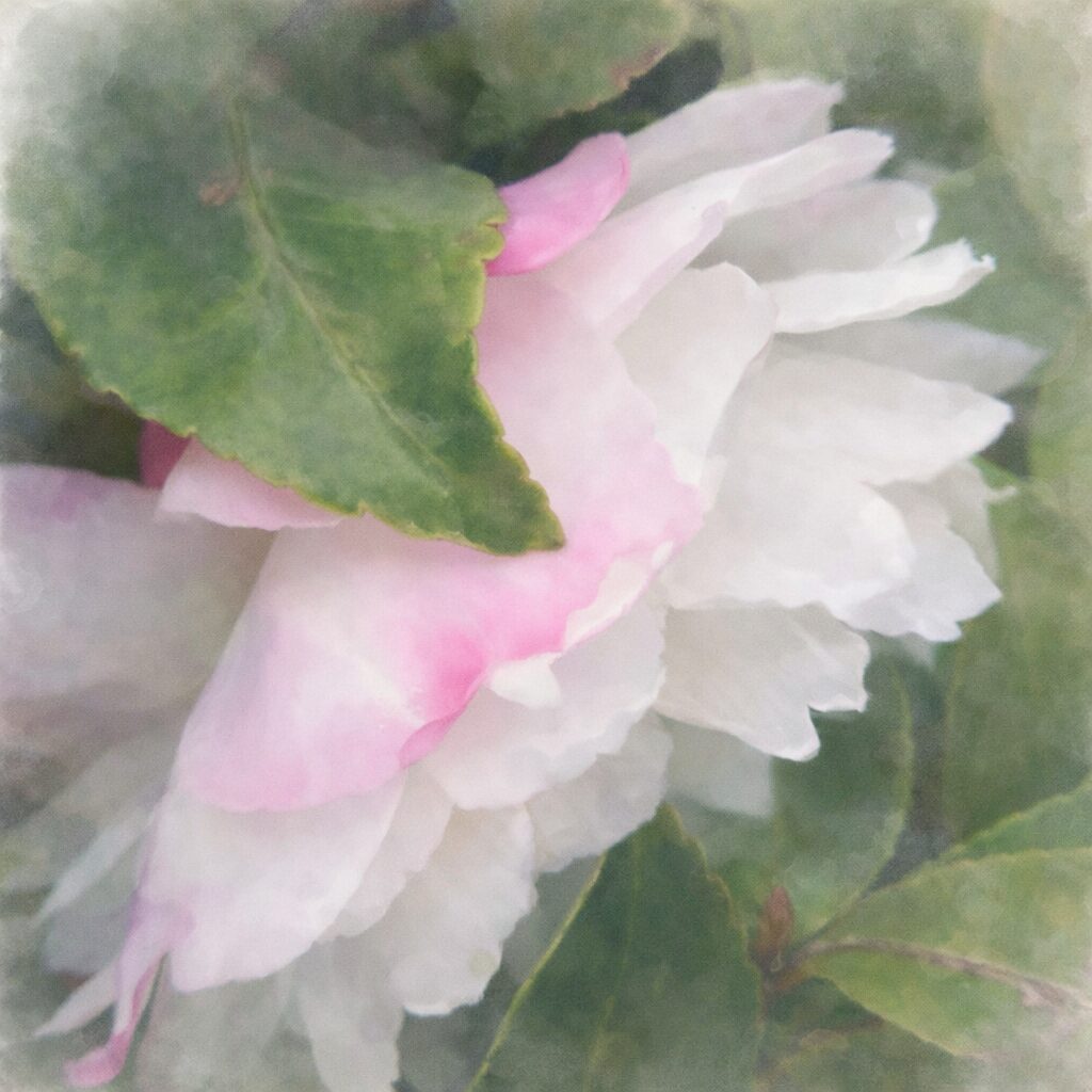 白と淡いピンクが溶け合うサザンカを描いた手描き水彩画風イラスト。幾重にも重なる花弁をやさしいにじみで表現し、前景の緑の葉をふんわり重ねることで、静かで上品な雰囲気を醸し出す正方形の絵画的構図。