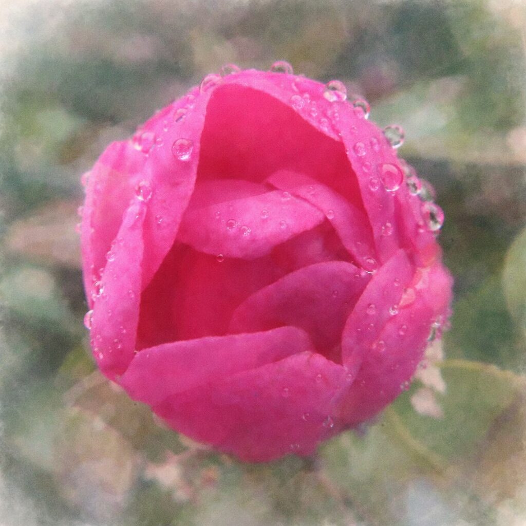 雨粒を帯びた半開きのサザンカのつぼみを描いた手描き水彩画風イラスト。鮮やかなピンクの花弁を柔らかなにじみで表現し、水滴を透明感のある点描で添え、背景の緑をふんわり溶かした正方形の絵画的構図。