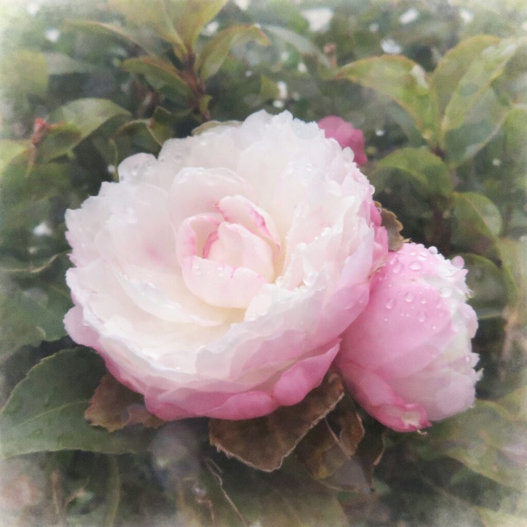 白と淡いピンクのサザンカが並ぶ様子を描いた手描き水彩画風イラスト。中心の白い花を主役に、隣のピンクのつぼみと緑の葉をふんわりぼかし、やさしいにじみと透明感で静かな美しさを表現した正方形の絵画的構図。