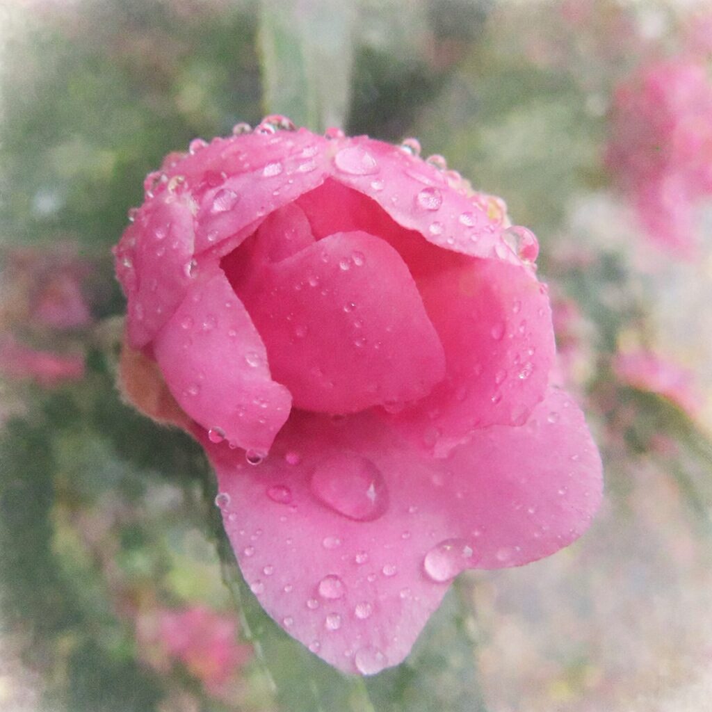 雨露を含んだピンクのサザンカを描いた手描き水彩画風イラスト。半開きの花を主役に、花弁の重なりと内側の濃淡をやさしいにじみで表現し、水滴と背景の葉をふんわりぼかした正方形の絵画的構図。