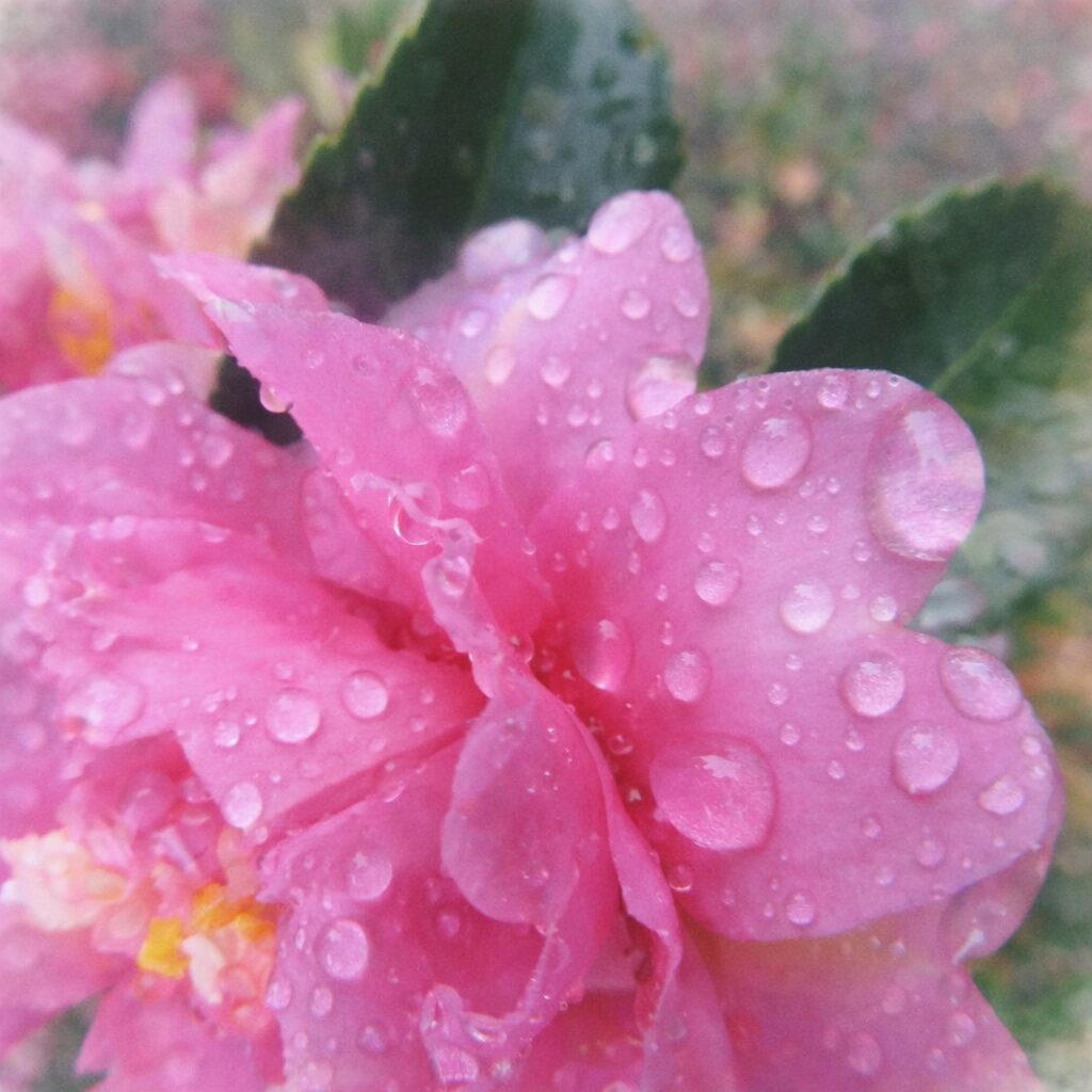 雨露に濡れたピンクのサザンカの花弁を描いた手描き水彩画風イラスト。花弁の重なりをやさしいにじみで表現し、透明感のある水滴を点描で添え、背景の緑をふんわり溶かした正方形の絵画的構図。