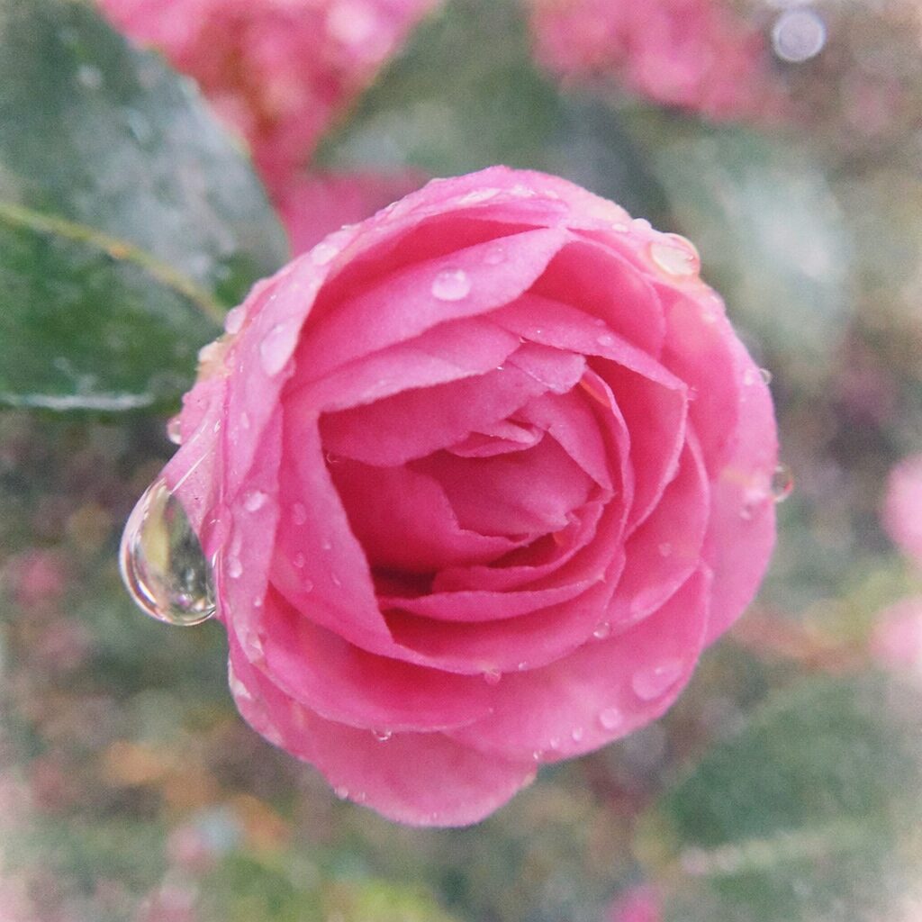 雨露に濡れたピンクのサザンカを描いた手描き水彩画風イラスト。渦状に重なる花弁をやさしいにじみと淡いグラデーションで表現し、透明感のある水滴と背景の緑をふんわりぼかした、優しく絵画的な正方形構図。