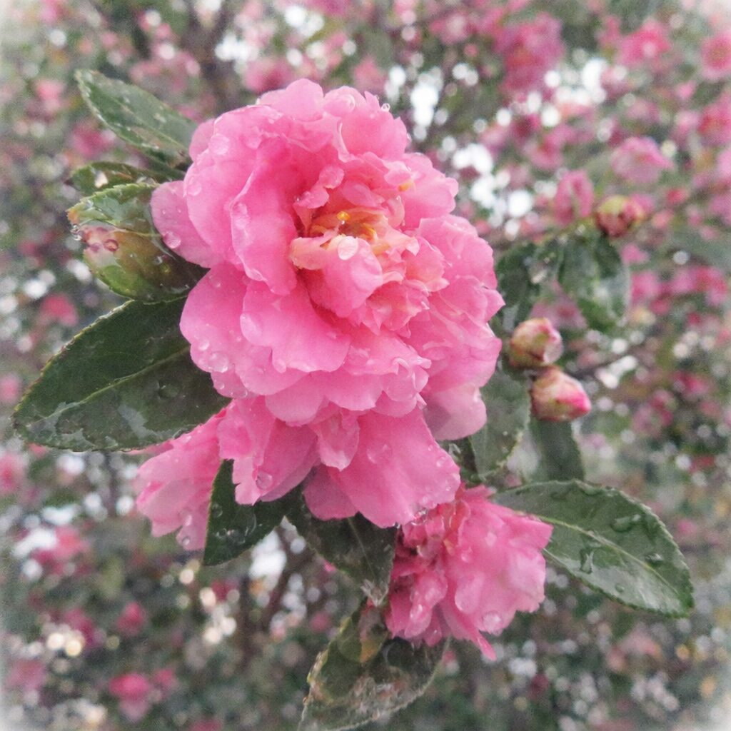 雨露を含んだピンクのサザンカが枝に咲く様子を描いた手描き水彩画風イラスト。重なり合う花弁を柔らかなにじみと淡い色調で表現し、つぼみや葉、背景の樹形をふんわり溶かした、優しく絵画的な正方形構図。