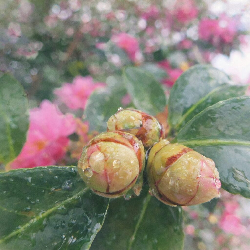 雨露をまとったサザンカのつぼみを描いた手描き水彩画風イラスト。丸みのある三つのつぼみと艶のある葉をやさしいにじみと淡い色調で表現し、背景にピンクの花をふんわり溶かした、絵画的で落ち着いた正方形構図。