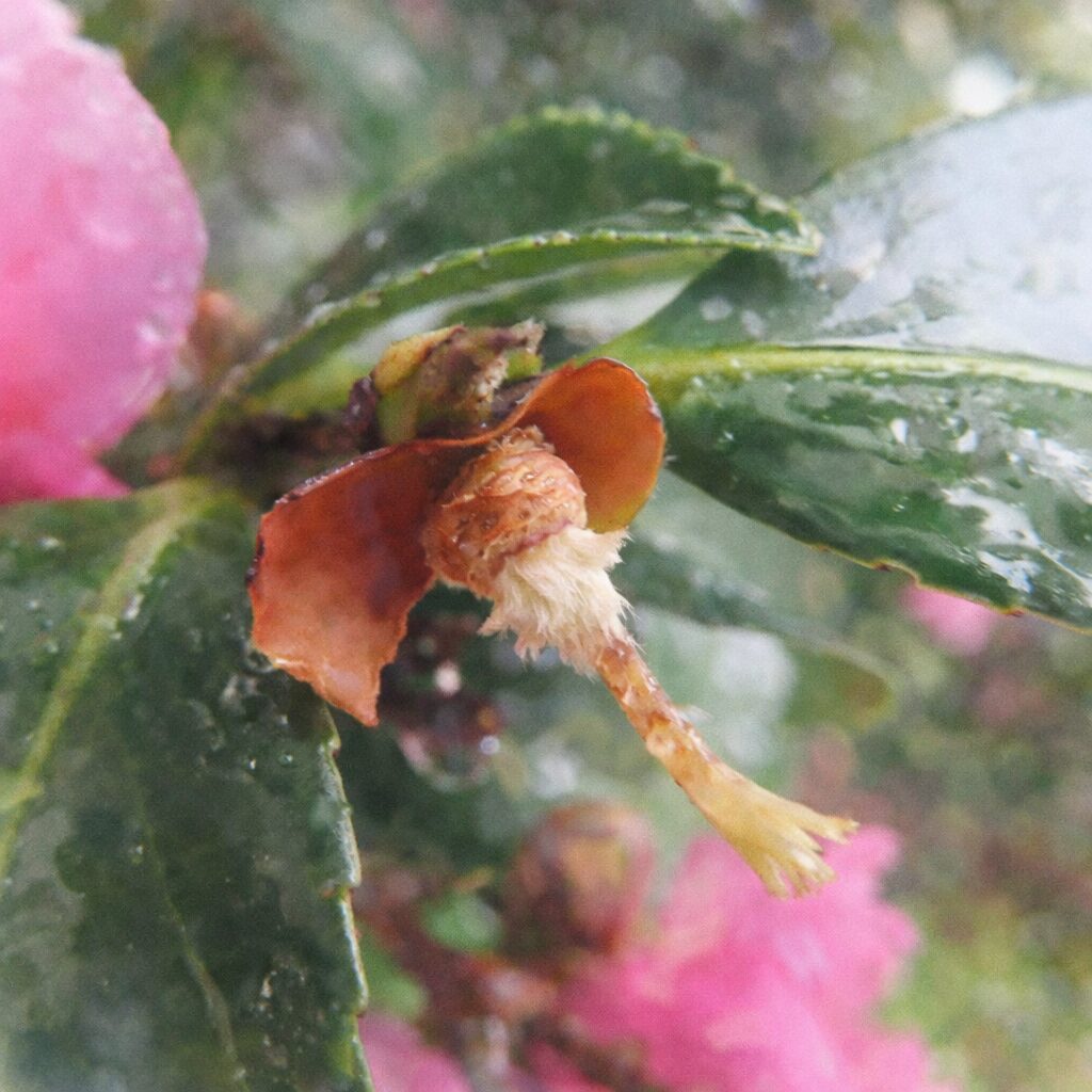サザンカの花後に残る雄しべと花托をやさしい水彩画で描いたイラスト、雨露を含んだ葉の質感と垂れ下がる花柱をふんわり表現した絵画風作品