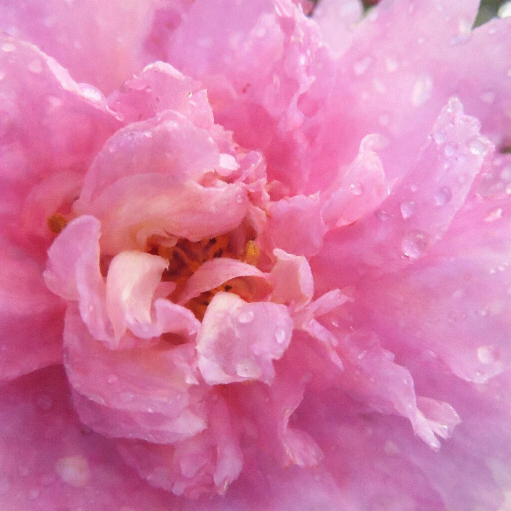 雨露に濡れたサザンカの花芯をやさしい水彩画で描いたイラスト、重なり合うピンクの花弁と中心の立体感をふんわり表現した絵画風作品