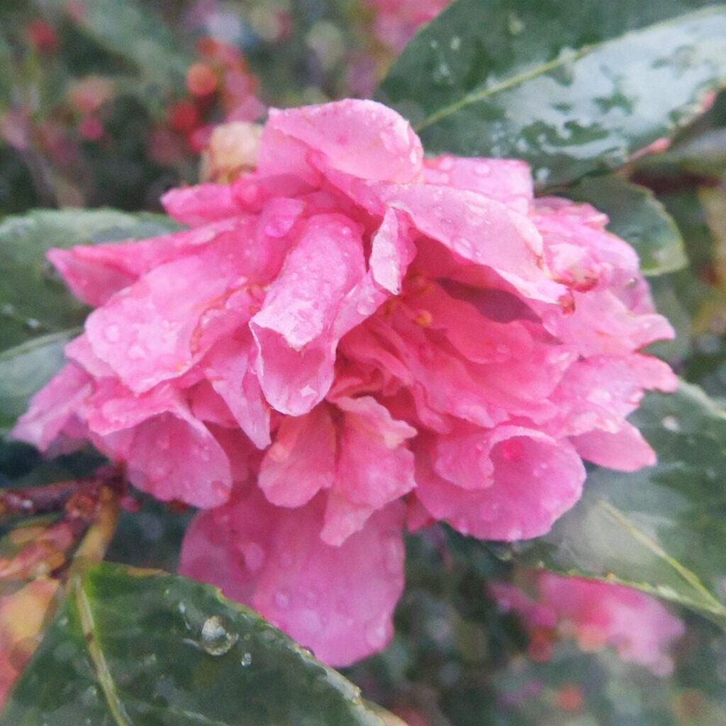雨上がりの濃いピンク色の八重咲きサザンカを、花びらの重なりと柔らかな質感を活かして描いた、ふんわり優しい手描き水彩画風の正方形イラスト