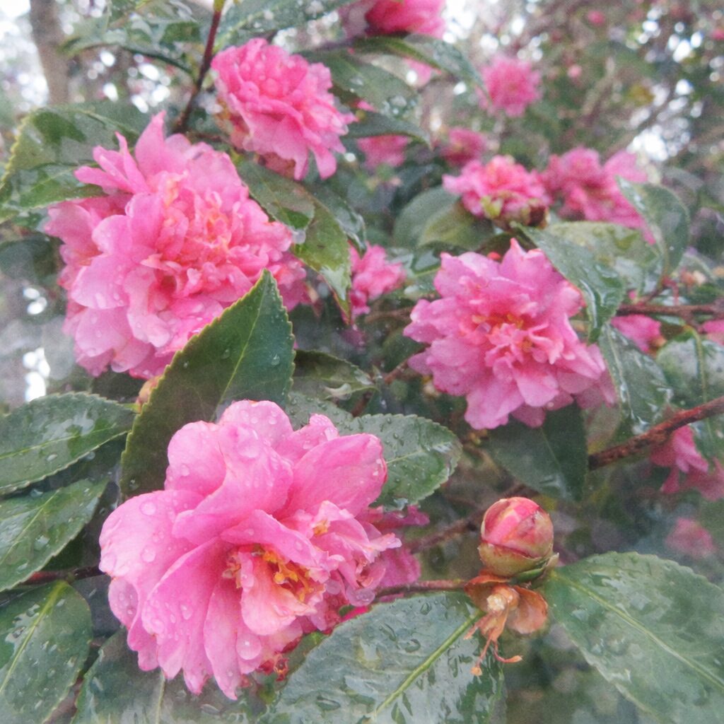 雨露に包まれたピンクの八重咲きサザンカが枝に群れて咲く情景を描いた手描き水彩画風イラスト。重なり合う花と葉をやさしいにじみと淡い色調で表現し、つぼみや背景の樹形をふんわり溶かした絵画的な正方形構図。