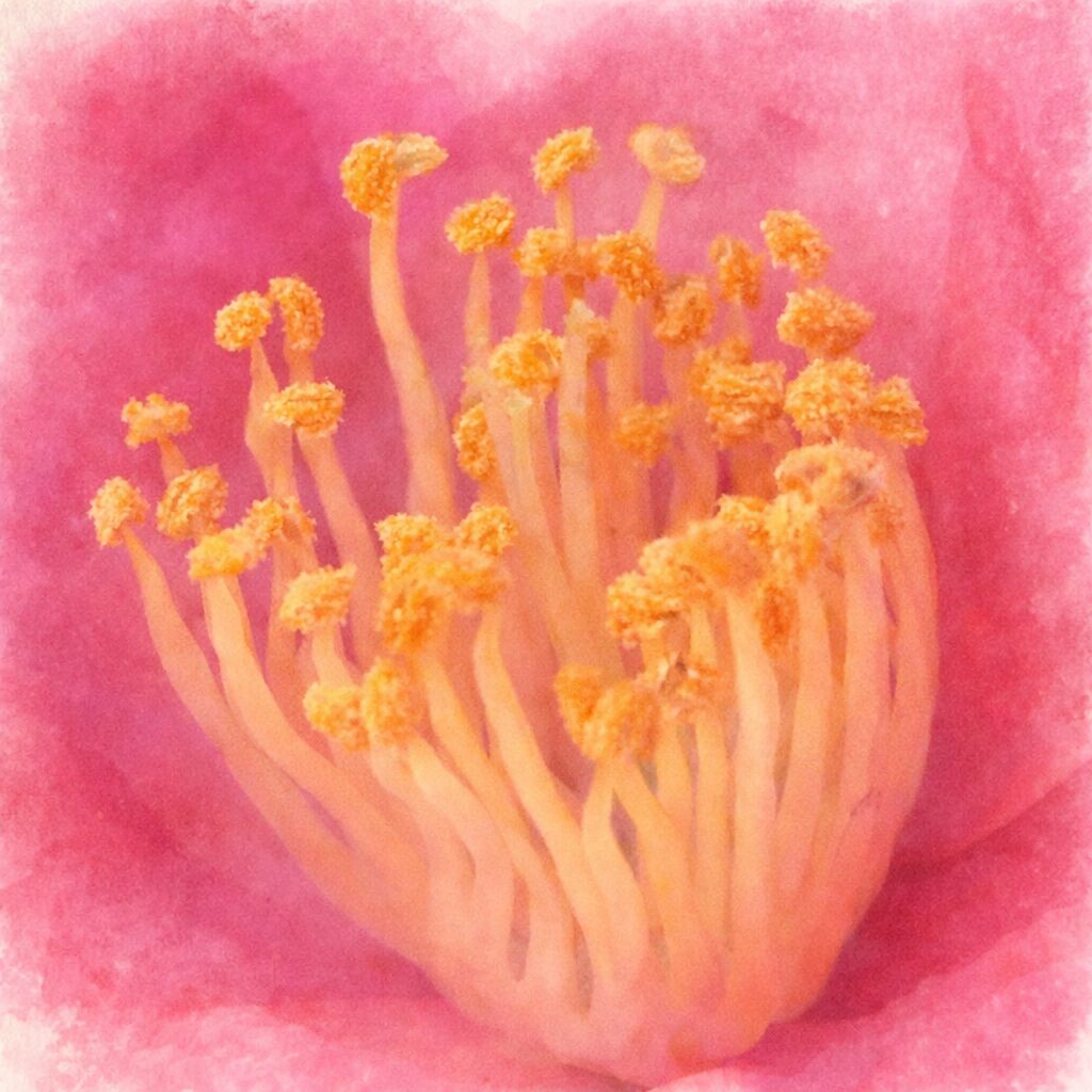 サザンカの花を横向き構図で描いた手描き水彩画風イラスト。濃淡のあるピンクの花弁がふんわりと重なり、背景にはにじむような緑の葉が柔らかく表現された正方形の作品。