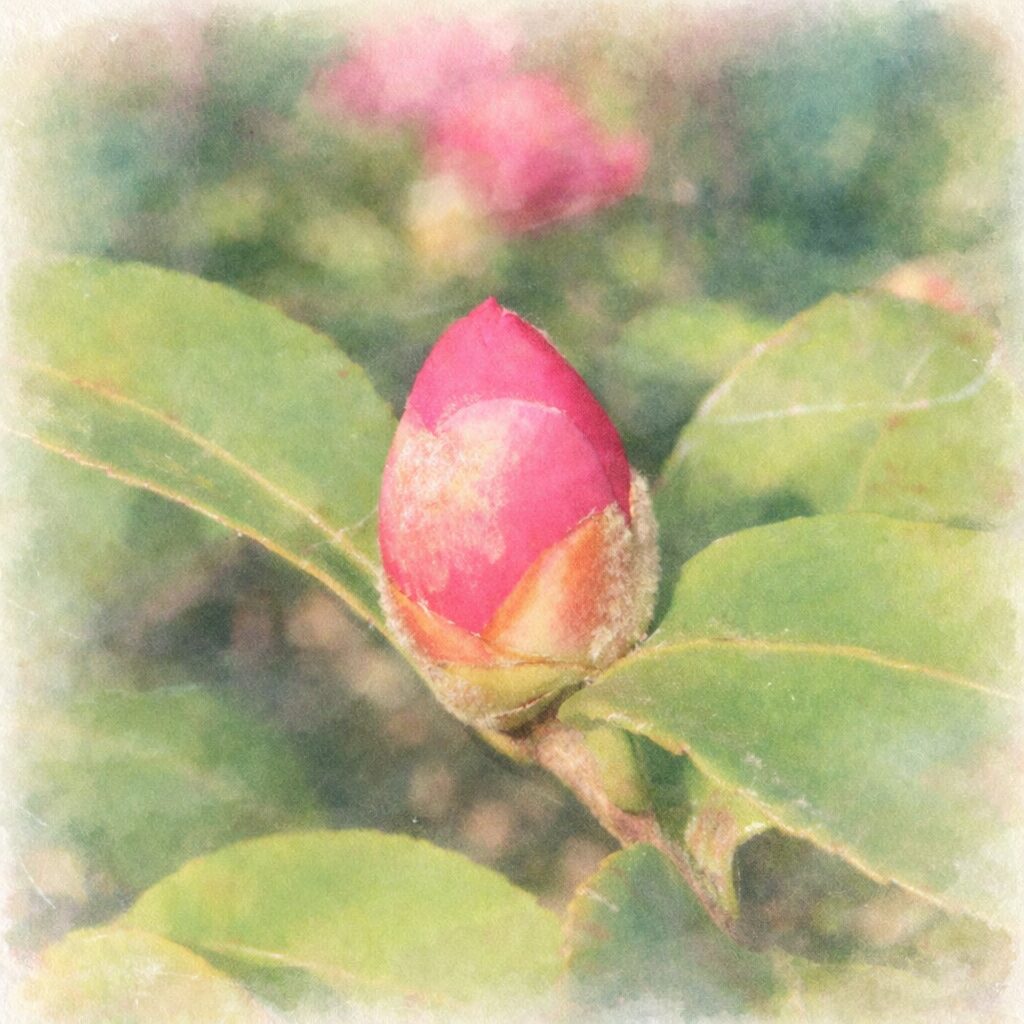 サザンカのつぼみをモチーフにした手描き水彩画風イラスト。濃淡のあるピンク色のつぼみがふんわりと描かれ、周囲には柔らかくにじむ緑の葉と背景のボケ感が表現された正方形のやさしい雰囲気の作品。