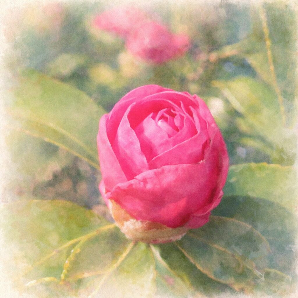 サザンカのつぼみを正面構図で描いた手描き水彩画風イラスト。濃淡のあるピンクの花弁がふんわりと重なり、周囲の緑の葉と背景がやさしくにじむ正方形の作品。