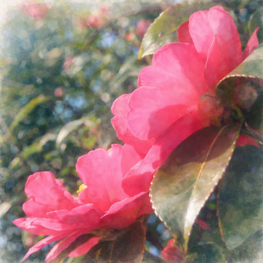 こちらのサザンカの写真の構図を参考にプロレベルの優しい質感のふんわりとした手描き水彩画の正方形のイラストにしたいです。ポリシーに抵触しない形でプロンプトを作り、すぐにそれを実行してください。またイラストと一緒に画像SEOで上位を目指せるaltタグを詳細に写真版とイラスト版を１つずつください。プロンプトの表記は要りません。 イラストとAltタグ以外のコメントは不要です。
こちらのサザンカの写真の構図を参考にプロレベルの優しい質感のふんわりとした手描き水彩画の正方形のイラストにしたいです。ポリシーに抵触しない形でプロンプトを作り、すぐにそれを実行してください。またイラストと一緒に画像SEOで上位を目指せるaltタグを詳細に写真版とイラスト版を１つずつください。プロンプトの表記は要りません。 イラストとAltタグ以外のコメントは不要です。
イラストをください
こちらのサザンカの写真の構図を参考にプロレベルの優しい質感のふんわりとした手描き水彩画の正方形のイラストにしたいです。ポリシーに抵触しない形でプロンプトを作り、すぐにそれを実行してください。またイラストと一緒に画像SEOで上位を目指せるaltタグを詳細に写真版とイラスト版を１つずつください。プロンプトの表記は要りません。 イラストとAltタグ以外のコメントは不要です。
イラストをください
こちらのサザンカの写真の構図を参考にプロレベルの優しい質感のふんわりとした手描き水彩画の正方形のイラストにしたいです。ポリシーに抵触しない形でプロンプトを作り、すぐにそれを実行してください。またイラストと一緒に画像SEOで上位を目指せるaltタグを詳細に写真版とイラスト版を１つずつください。プロンプトの表記は要りません。 イラストとAltタグ以外のコメントは不要です。
Altタグをください
こちらのサザンカの写真の構図を参考にプロレベルの優しい質感のふんわりとした手描き水彩画の正方形のイラストにしたいです。ポリシーに抵触しない形でプロンプトを作り、すぐにそれを実行してください。またイラストと一緒に画像SEOで上位を目指せるaltタグを詳細に写真版とイラスト版を１つずつください。プロンプトの表記は要りません。 イラストとAltタグ以外のコメントは不要です。
イラストをください
こちらのサザンカの写真の構図を参考にプロレベルの優しい質感のふんわりとした手描き水彩画の正方形のイラストにしたいです。ポリシーに抵触しない形でプロンプトを作り、すぐにそれを実行してください。またイラストと一緒に画像SEOで上位を目指せるaltタグを詳細に写真版とイラスト版を１つずつください。プロンプトの表記は要りません。 イラストとAltタグ以外のコメントは不要です。
イラストをください
こちらのサザンカの写真の構図を参考にプロレベルの優しい質感のふんわりとした手描き水彩画の正方形のイラストにしたいです。ポリシーに抵触しない形でプロンプトを作り、すぐにそれを実行してください。またイラストと一緒に画像SEOで上位を目指せるaltタグを詳細に写真版とイラスト版を１つずつください。プロンプトの表記は要りません。 イラストとAltタグ以外のコメントは不要です。
イラストをください
こちらのサザンカの写真の構図を参考にプロレベルの優しい質感のふんわりとした手描き水彩画の正方形のイラストにしたいです。ポリシーに抵触しない形でプロンプトを作り、すぐにそれを実行してください。またイラストと一緒に画像SEOで上位を目指せるaltタグを詳細に写真版とイラスト版を１つずつください。プロンプトの表記は要りません。 イラストとAltタグ以外のコメントは不要です。
イラストをください
Altタグをください
こちらのサザンカの写真の構図を参考にプロレベルの優しい質感のふんわりとした手描き水彩画の正方形のイラストにしたいです。ポリシーに抵触しない形でプロンプトを作り、すぐにそれを実行してください。またイラストと一緒に画像SEOで上位を目指せるaltタグを詳細に写真版とイラスト版を１つずつください。プロンプトの表記は要りません。 イラストとAltタグ以外のコメントは不要です。
イラストをください
こちらのサザンカの写真の構図を参考にプロレベルの優しい質感のふんわりとした手描き水彩画の正方形のイラストにしたいです。ポリシーに抵触しない形でプロンプトを作り、すぐにそれを実行してください。またイラストと一緒に画像SEOで上位を目指せるaltタグを詳細に写真版とイラスト版を１つずつください。プロンプトの表記は要りません。 イラストとAltタグ以外のコメントは不要です。
Altタグをください
もう少しふんわりとした水彩画特有のにじみを強調してください
イラストをください
こちらのサザンカの写真の構図を参考にプロレベルの優しい質感のふんわりとした手描き水彩画の正方形のイラストにしたいです。ポリシーに抵触しない形でプロンプトを作り、すぐにそれを実行してください。またイラストと一緒に画像SEOで上位を目指せるaltタグを詳細に写真版とイラスト版を１つずつください。プロンプトの表記は要りません。 イラストとAltタグ以外のコメントは不要です。
Altタグをください
こちらのサザンカの写真の構図を参考にプロレベルの優しい質感のふんわりとした手描き水彩画の正方形のイラストにしたいです。実写というより絵画に近いイメージです。ポリシーに抵触しない形でプロンプトを作り、すぐにそれを実行してください。またイラストと一緒に画像SEOで上位を目指せるaltタグを詳細に写真版とイラスト版を１つずつください。プロンプトの表記は要りません。 イラストとAltタグ以外のコメントは不要です。
こちらのサザンカの写真の構図を参考にプロレベルの優しい質感のふんわりとした手描き水彩画の正方形のイラストにしたいです。ポリシーに抵触しない形でプロンプトを作り、すぐにそれを実行してください。またイラストと一緒に画像SEOで上位を目指せるaltタグを詳細に写真版とイラスト版を１つずつください。プロンプトの表記は要りません。 イラストとAltタグ以外のコメントは不要です。
こちらのサザンカの写真の構図を参考にプロレベルの優しい質感のふんわりとした手描き水彩画の正方形のイラストにしたいです。実写というより絵画に近いイメージです。ポリシーに抵触しない形でプロンプトを作り、すぐにそれを実行してください。またイラストと一緒に画像SEOで上位を目指せるaltタグを詳細に写真版とイラスト版を１つずつ生成したイラストの続きで教えてください。プロンプトの表記は要りません。 イラストとAltタグ以外のコメントは不要です。
イラストをください
こちらのサザンカの写真の構図を参考にプロレベルの優しい質感のふんわりとした手描き水彩画の正方形のイラストにしたいです。実写というより絵画に近いイメージです。ポリシーに抵触しない形でプロンプトを作り、すぐにそれを実行してください。また画像SEOで上位を目指せるaltタグを詳細に写真版とイラスト版を１つずつ、は生成したイラストの続きで教えてください。プロンプトの表記は要りません。 イラストとAltタグ以外のコメントは不要です。
Altタグをください
こちらのサザンカの写真の構図を参考にプロレベルの優しい質感のふんわりとした手描き水彩画の正方形のイラストにしたいです。実写というより絵画に近いイメージです。ポリシーに抵触しない形でプロンプトを作り、すぐにそれを実行してください。またイラストと一緒に画像SEOで上位を目指せるaltタグを詳細に写真版とイラスト版を１つずつください。プロンプトの表記は要りません。 イラストとAltタグ以外のコメントは不要です。
Altタグをください
こちらのサザンカの写真の構図を参考にプロレベルの優しい質感のふんわりとした手描き水彩画の正方形のイラストにしたいです。実写というより絵画に近いイメージです。ポリシーに抵触しない形でプロンプトを作り、すぐにそれを実行してください。またイラストと一緒に画像SEOで上位を目指せるaltタグを詳細に写真版とイラスト版を１つずつください。プロンプトの表記は要りません。 イラストとAltタグ以外のコメントは不要です。
Altタグをください
こちらのサザンカの写真の構図を参考にプロレベルの優しい質感のふんわりとした手描き水彩画の正方形のイラストにしたいです。実写というより絵画に近いイメージです。ポリシーに抵触しない形でプロンプトを作り、すぐにそれを実行してください。またイラストと一緒に画像SEOで上位を目指せるaltタグを詳細に写真版とイラスト版を１つずつください。プロンプトの表記は要りません。 イラストとAltタグ以外のコメントは不要です。
Altタグをください
こちらのサザンカの写真の構図を参考にプロレベルの優しい質感のふんわりとした手描き水彩画の正方形のイラストにしたいです。実写というより絵画に近いイメージです。ポリシーに抵触しない形でプロンプトを作り、すぐにそれを実行してください。またイラストと一緒に画像SEOで上位を目指せるaltタグを詳細に写真版とイラスト版を１つずつください。プロンプトの表記は要りません。 イラストとAltタグ以外のコメントは不要です。
Altタグをください