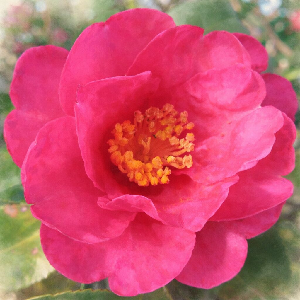 サザンカの花を正面構図で描いた手描き水彩画風イラスト。重なり合う濃淡のあるピンクの花弁と中央の黄色い雄しべが柔らかく表現され、背景の緑がふんわりにじむ正方形の優しい作品。