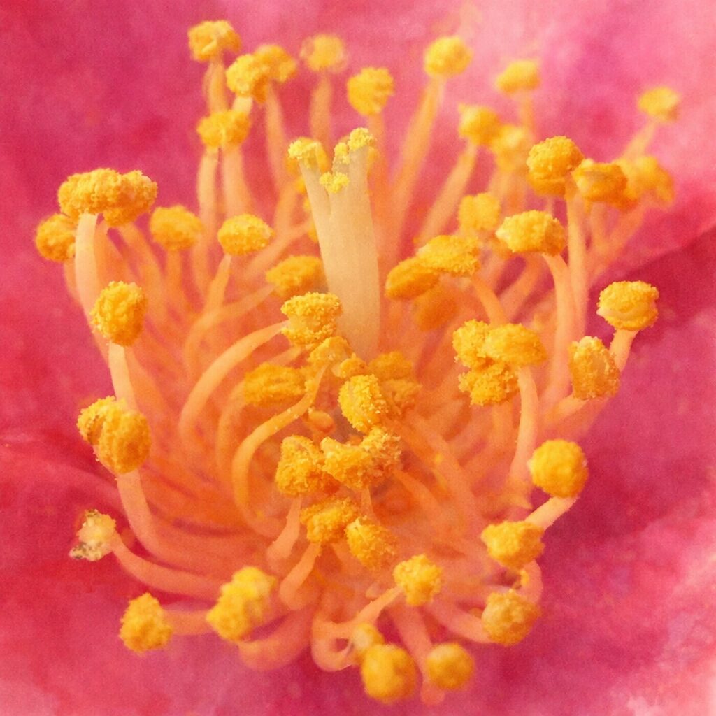 サザンカの雄しべを主役に描いた手描き水彩画風イラスト。淡いオレンジ色の雄しべが束になって伸び、先端の黄色い花粉がふんわりと表現され、背景にはやさしくにじむピンクの花弁が広がる正方形の作品。