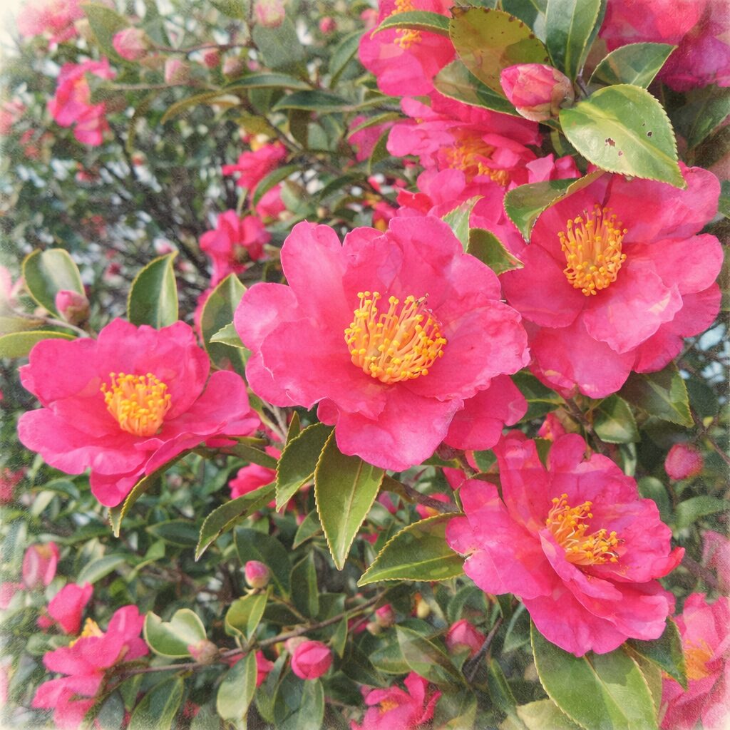 サザンカの花が群生して咲く様子を描いた手描き水彩画風イラスト。濃淡のあるピンクの花弁と黄色い雄しべがふんわりと表現され、周囲の緑の葉やつぼみがやさしくにじむ正方形の作品。