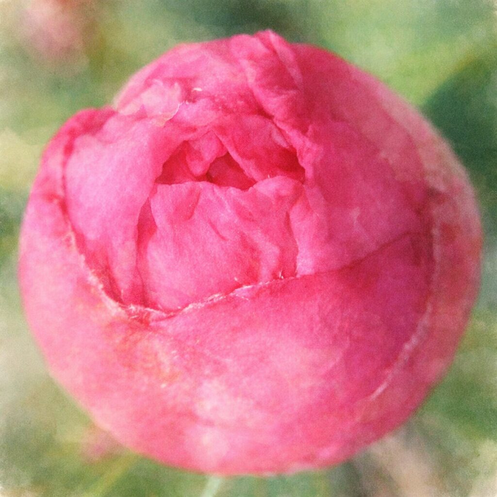 サザンカのつぼみを正面寄りで描いた手描き水彩画風イラスト。濃淡のあるピンクの花弁が丸く重なり、表面の柔らかな質感がふんわりと表現され、背景の緑がやさしくにじむ正方形の作品。