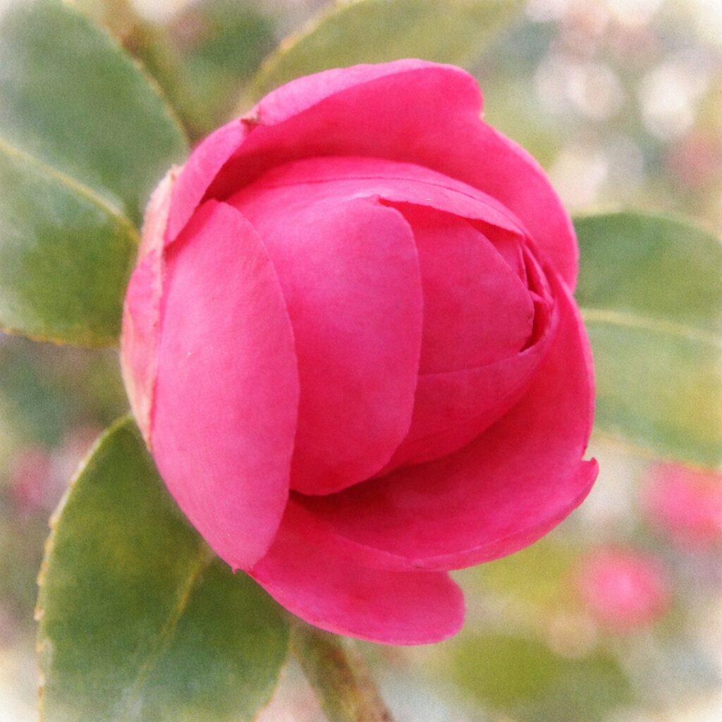 サザンカのつぼみを主役に描いた手描き水彩画風イラスト。重なり合う濃淡のあるピンクの花弁がふんわりと表現され、丸いフォルムのやさしさと背景の緑のにじみが調和した正方形の作品。