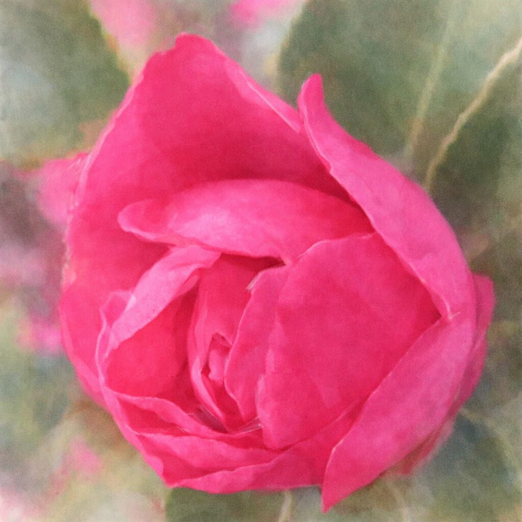 サザンカのつぼみをモチーフにした手描き水彩画風イラスト。重なり合う鮮やかなピンクの花弁がふんわりと表現され、柔らかな質感と背景の淡い緑のにじみが調和した正方形作品。