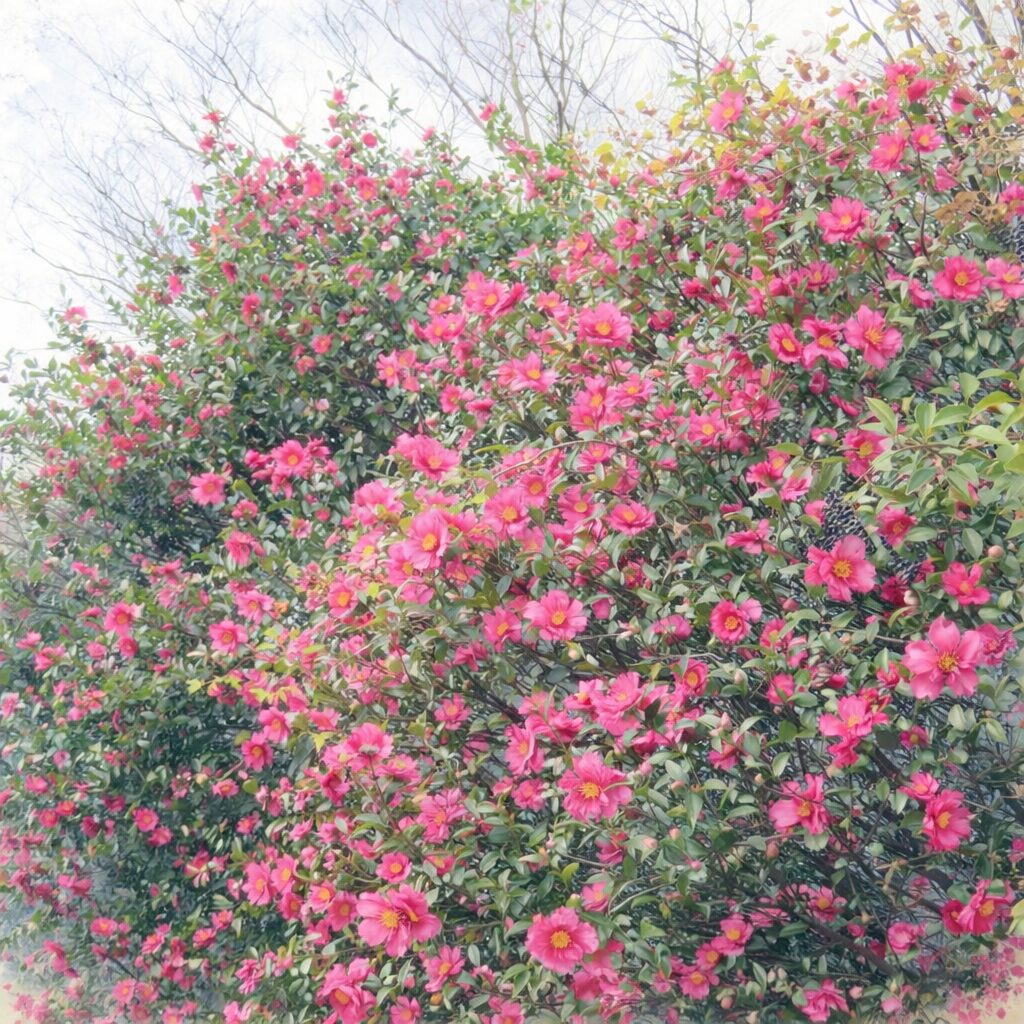 サザンカの花が一面に咲き誇る様子を描いた手描き水彩画風イラスト。無数のピンクの花と黄色い雄しべがふんわりと表現され、緑の葉や枝がやさしくにじむ正方形の穏やかな作品。