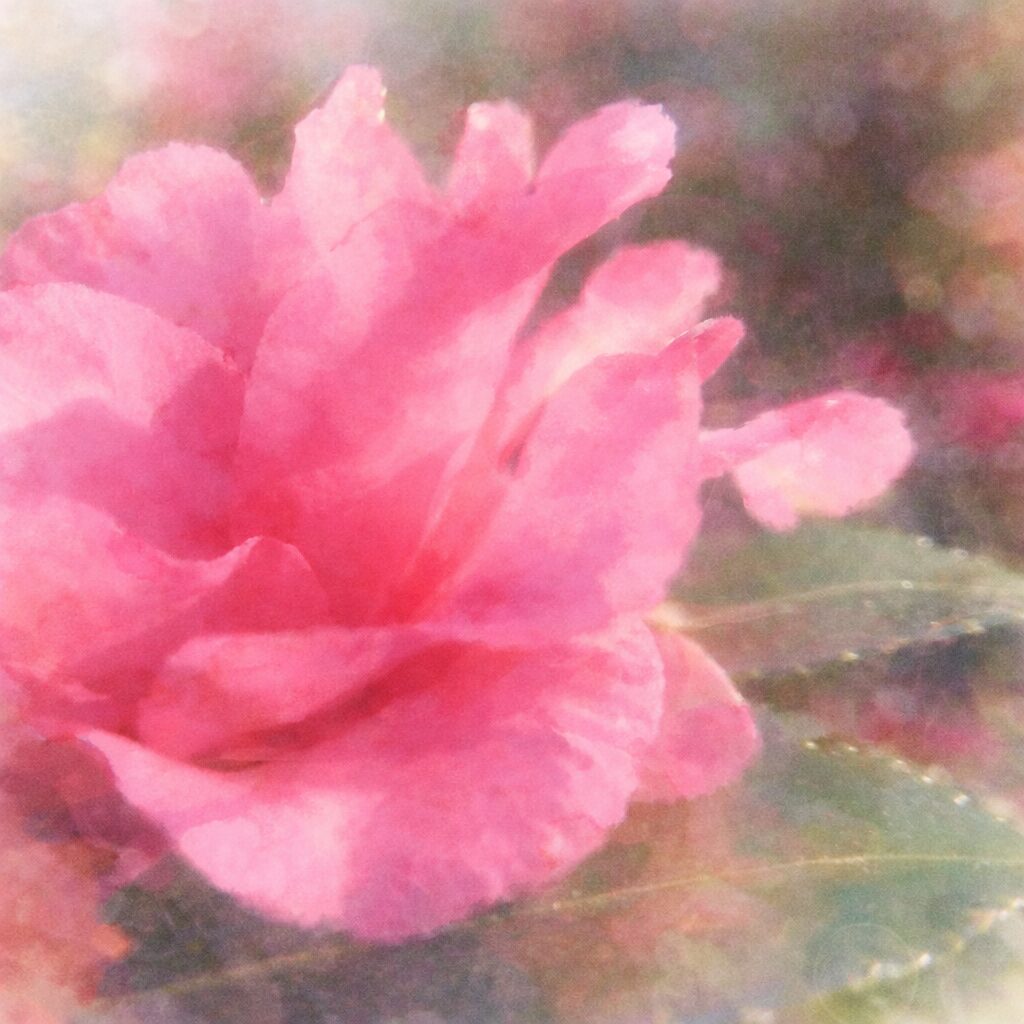 サザンカの花を横向き構図で描いた手描き水彩画風イラスト。ピンクの花弁が水彩特有のにじみとぼかしでふんわり溶け合い、輪郭はやさしく曖昧に、淡い色の重なりが柔らかな空気感を生む正方形作品。