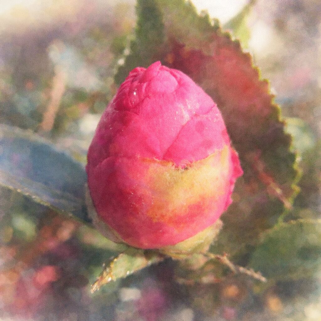 濃いピンク色のサザンカのつぼみを描いた、ふんわりとした水彩画風イラスト。にじみのある色彩と柔らかな筆致で、産毛のある萼と冬の光を優しく表現している。