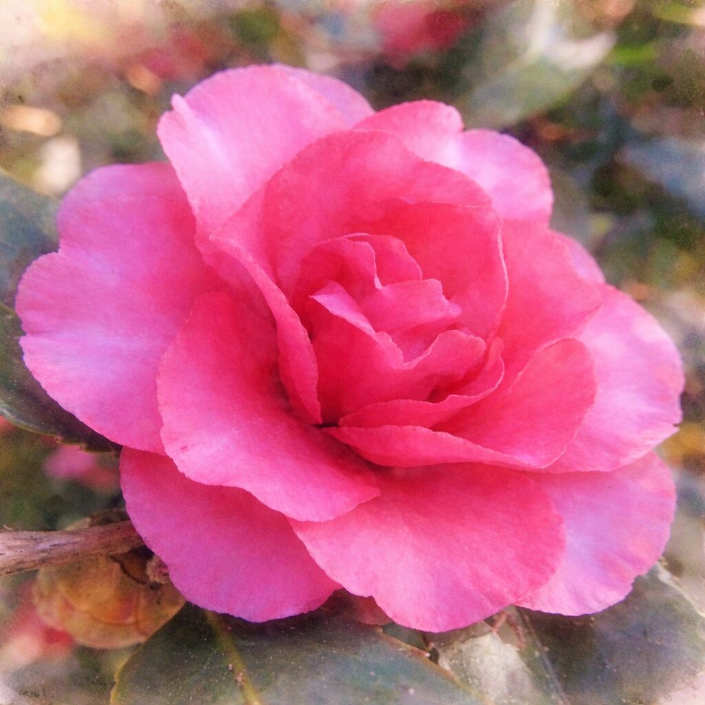 濃いピンク色のサザンカを描いた手描き水彩画風イラスト。ふんわりとしたにじみと優しい色重ねで、重なり合う花弁と柔らかな光の雰囲気を表現している。