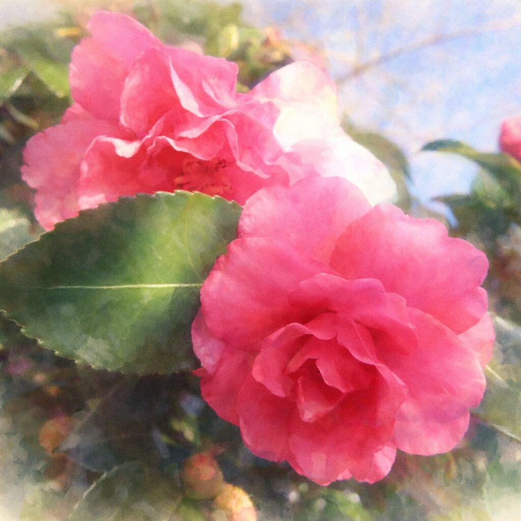 ピンク色のサザンカが二輪並んで咲く様子を、やさしいにじみと透明感のある水彩画で描いたイラスト。花びらの重なりと緑の葉をふんわりと表現した絵画的な一枚。