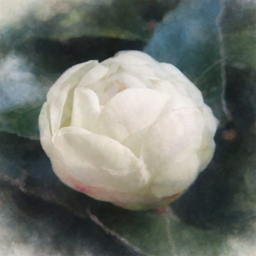 白いサザンカのつぼみを、ふんわりとしたにじみと透明感を強調した手描き水彩画で描いたイラスト。花弁の重なりをやさしい色調で表現した、絵画的な正方形作品。