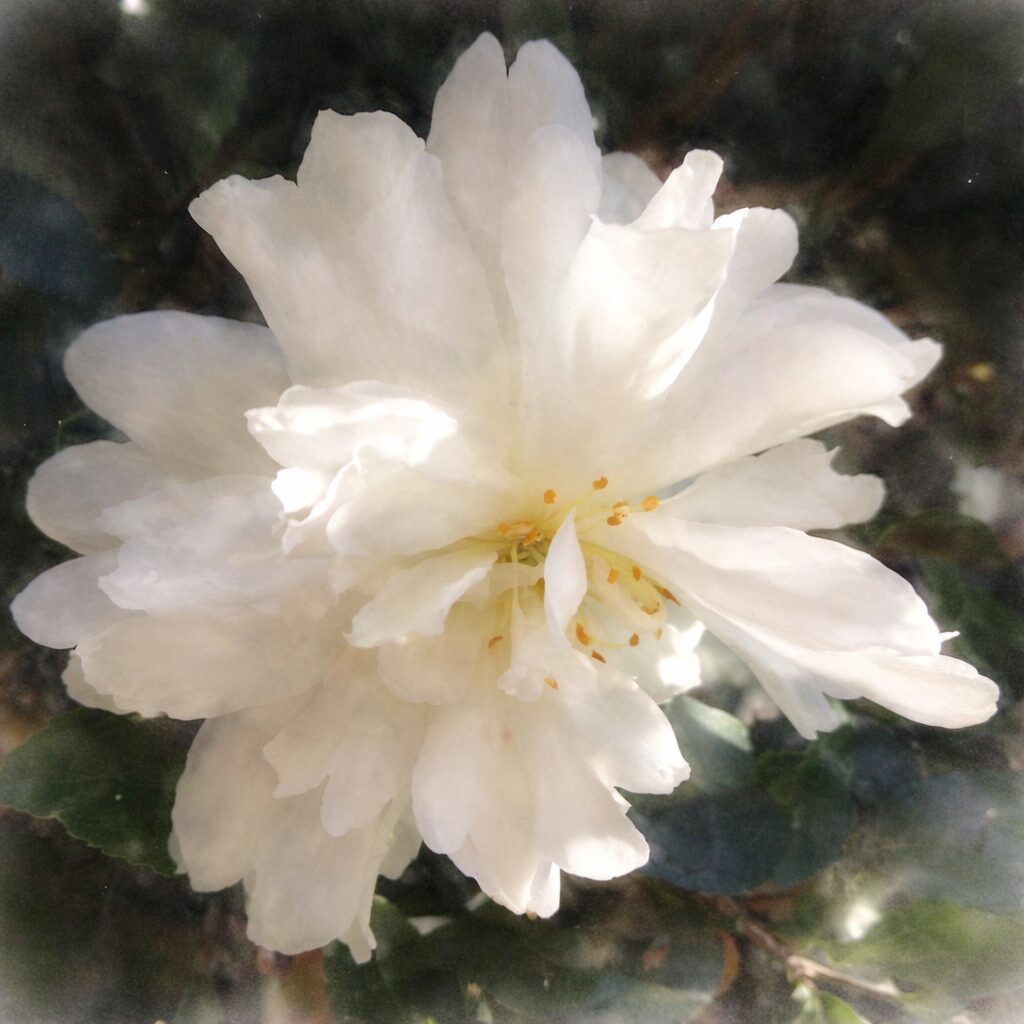 白いサザンカの八重咲きの花を、やさしいにじみと透明感を強調した手描き水彩画で描いたイラスト。光を含んだ花弁がふんわりと重なり、絵画的で静かな雰囲気を表現した正方形作品。