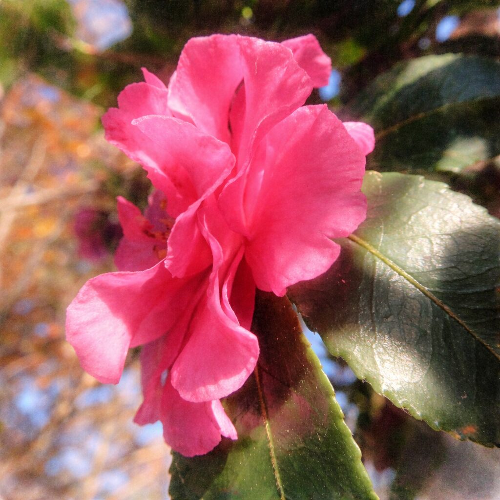 濃いピンクのサザンカを横向き構図で描いた、ふんわりとした手描き水彩画風イラスト。花びらの重なりはにじみとグラデーションで表現され、深緑の葉と背景は淡く溶けるようにぼかされた優しい絵画的タッチ。