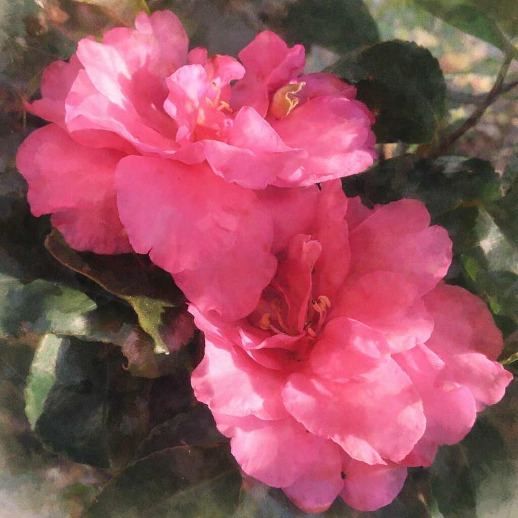 濃いピンク色のサザンカが二輪寄り添って咲く様子を、やさしい水彩画タッチで描いた手描き風イラスト。花びらはにじみを活かした柔らかな発色で表現され、背景の葉は淡くぼかされ、絵画的で温かみのある雰囲気の正方形構図