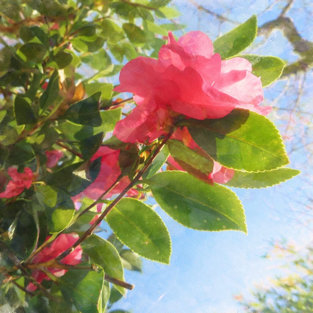 サザンカ（山茶花）のピンク色の花を青空背景で描いたふんわり優しい手描き水彩画、葉と枝を含む斜め構図の柔らかな絵画風イラスト