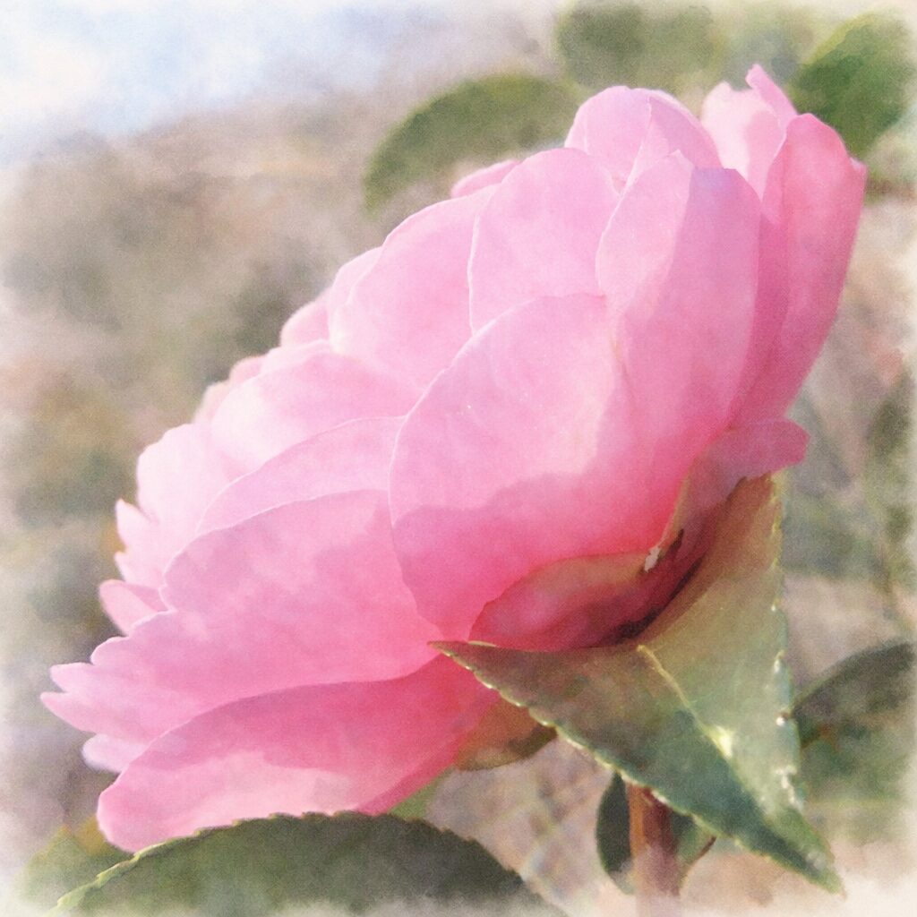 横向き構図のピンク色のサザンカを描いた、優しい質感のふんわりとした手描き水彩画風イラスト。花びらの重なりと透明感をやわらかく表現し、背景は淡くにじむ空色と緑でまとめた絵画的なサザンカ。