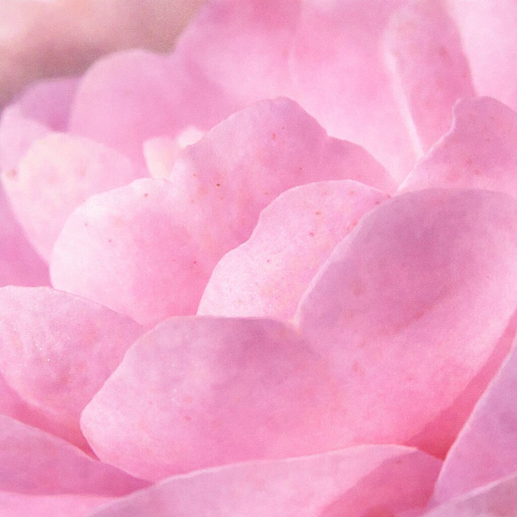 ピンク色のサザンカの花びら部分をクローズアップで描いた、優しい質感の手描き水彩画風イラスト。重なり合う花びらの柔らかな起伏と透明感をふんわり表現した絵画的なサザンカ。