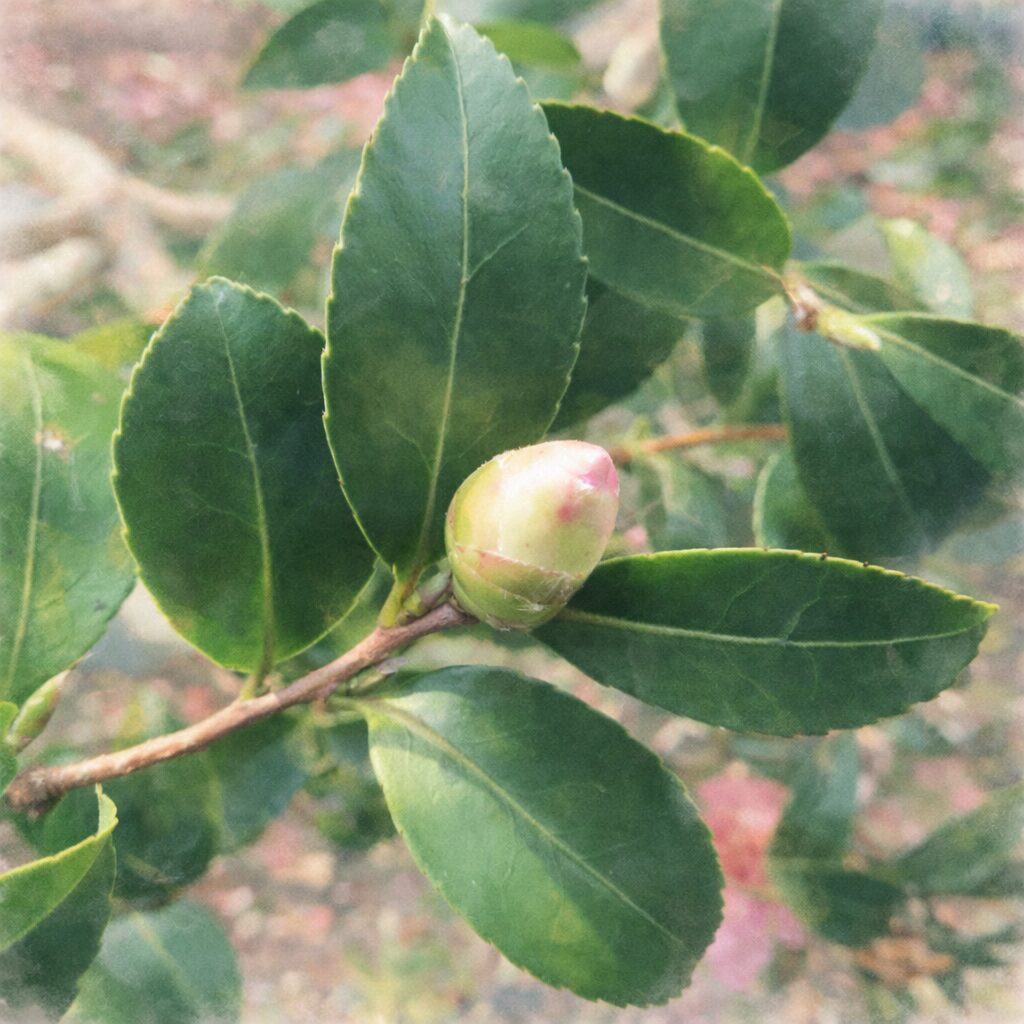 サザンカの蕾と濃緑の葉を描いた、優しい質感のふんわりとした手描き水彩画風イラスト。淡い緑にほんのりピンクが差す蕾を主役に、背景はやわらかくにじませた絵画的なサザンカのイラスト。