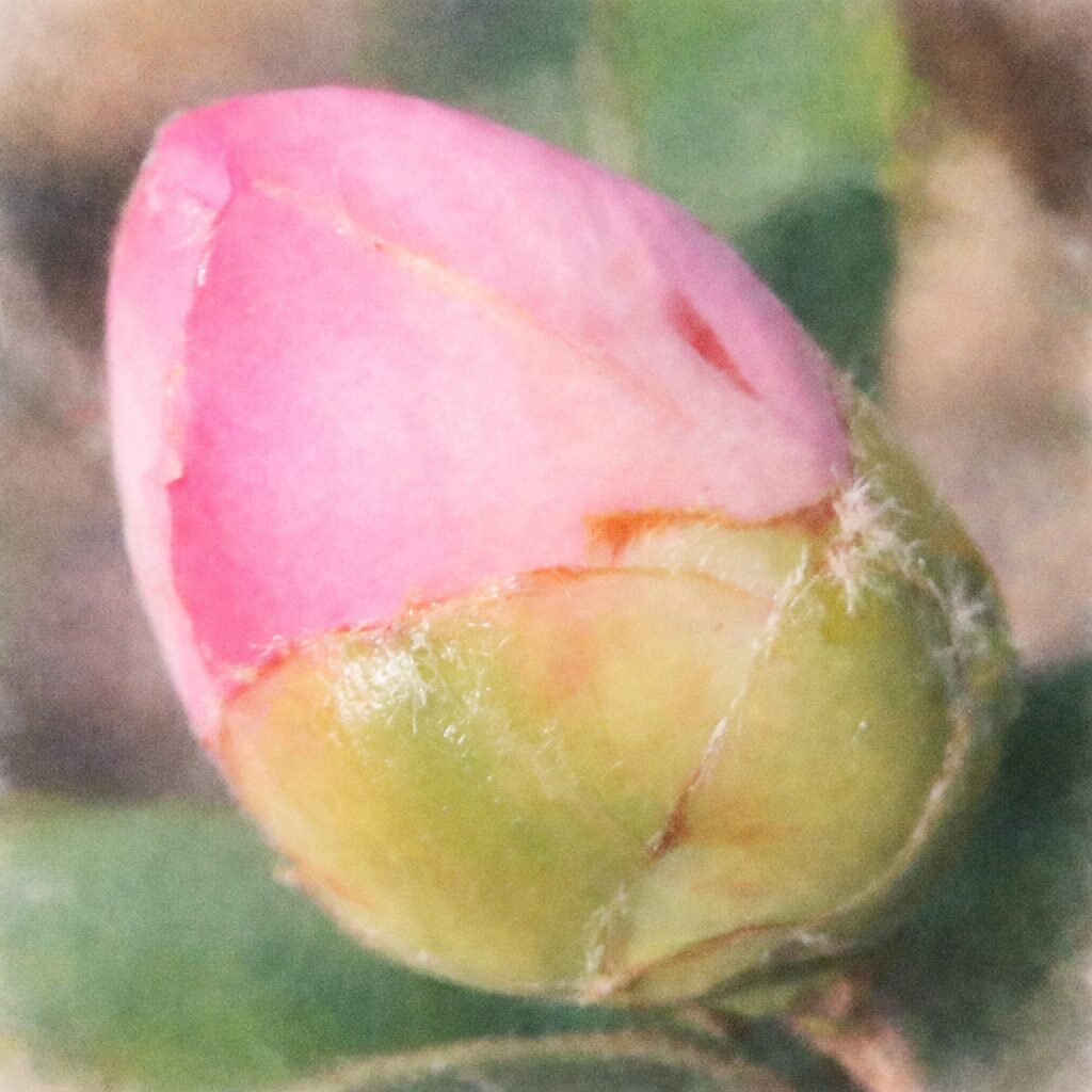 サザンカの蕾をクローズアップで描いた、優しい質感のふんわりとした手描き水彩画風イラスト。淡いピンクと黄緑のグラデーションをもつ蕾を主役に、背景を柔らかくにじませた絵画的なサザンカの蕾。