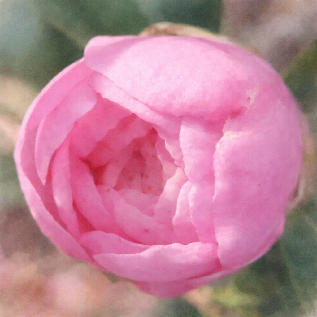 咲き始めのピンク色のサザンカの蕾を正方形構図で描いた、優しい質感のふんわりとした手描き水彩画風イラスト。重なり合う花びらの柔らかな立体感を淡い色合いで表現した絵画的なサザンカ。