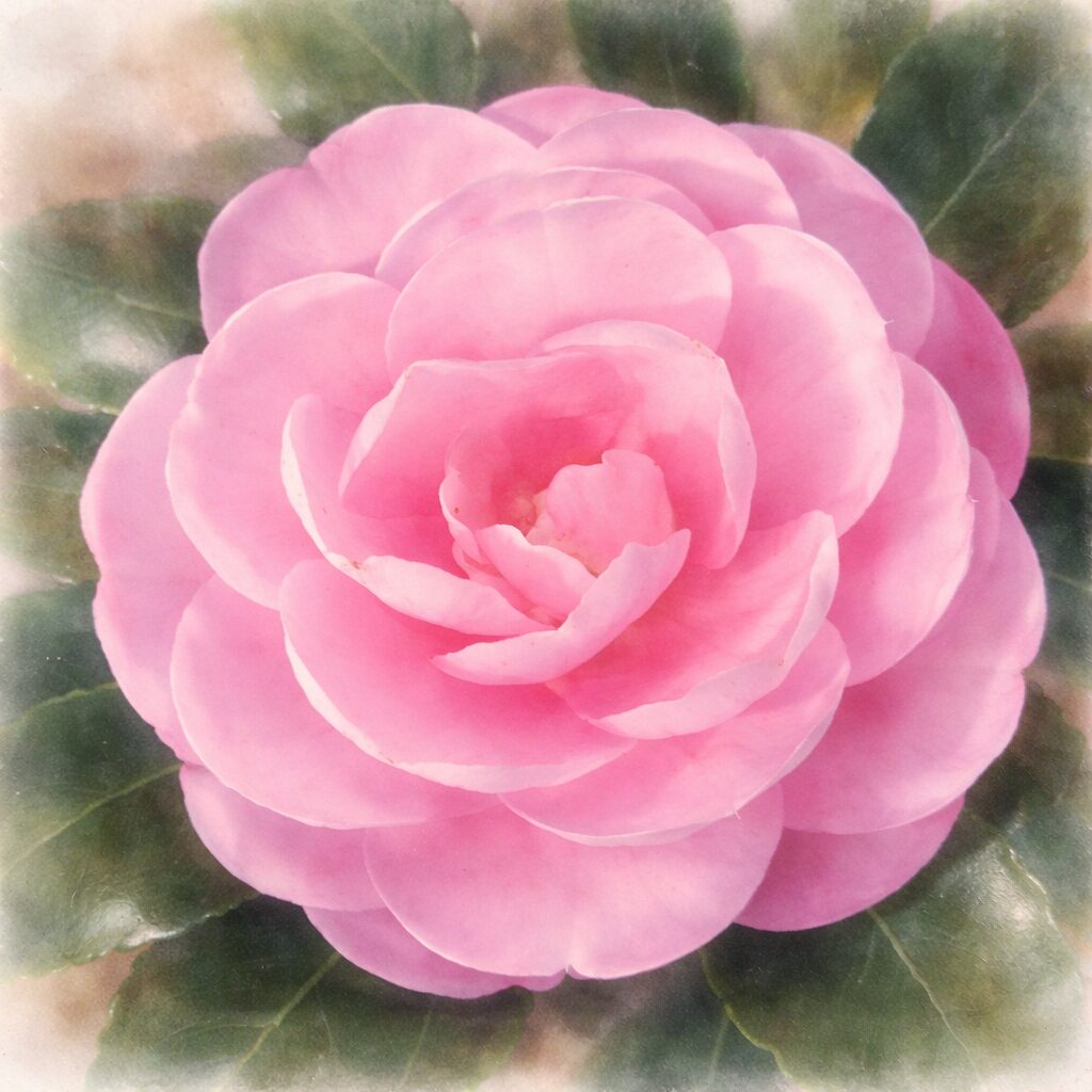 淡いピンク色のサザンカの花を正方形構図で描いた、優しい質感のふんわりとした手描き水彩画風イラスト。幾重にも重なる花びらを柔らかな色彩とにじみで表現した絵画的なサザンカ。