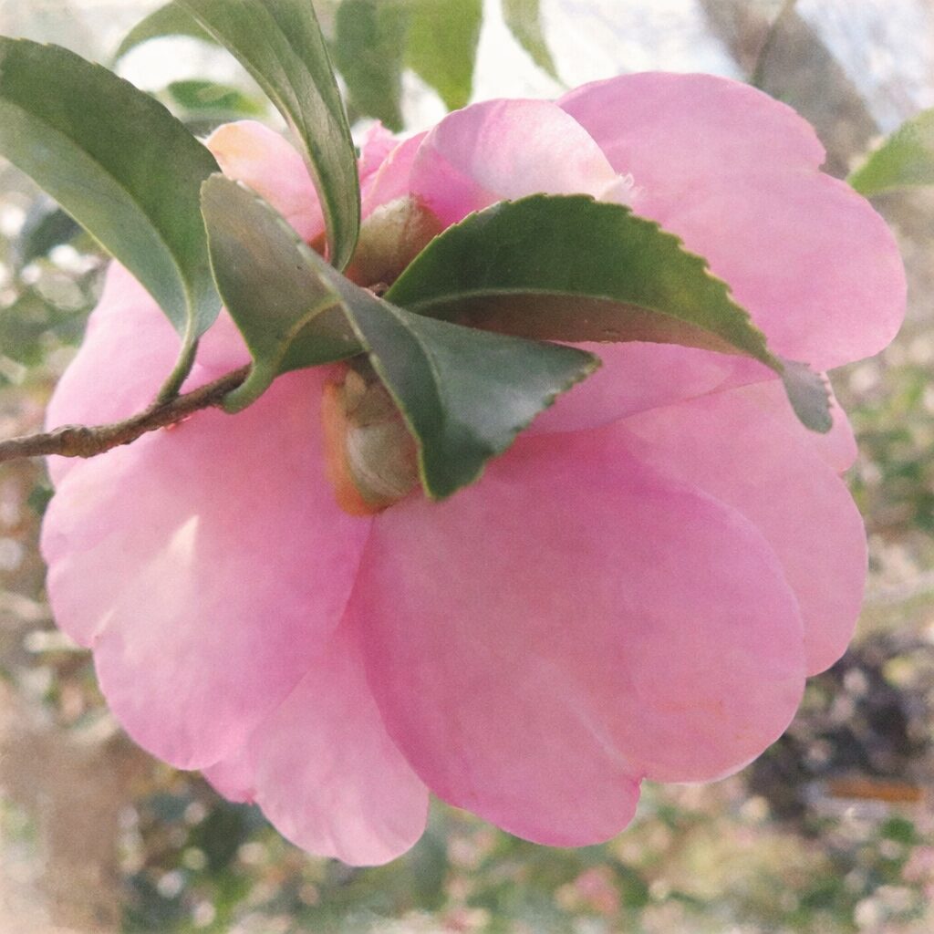 サザンカの花を裏側構図で描いた、優しい質感のふんわりとした手描き水彩画風イラスト。淡いピンクの花びらと重なり合う緑の葉を柔らかなにじみで表現した絵画的なサザンカ。