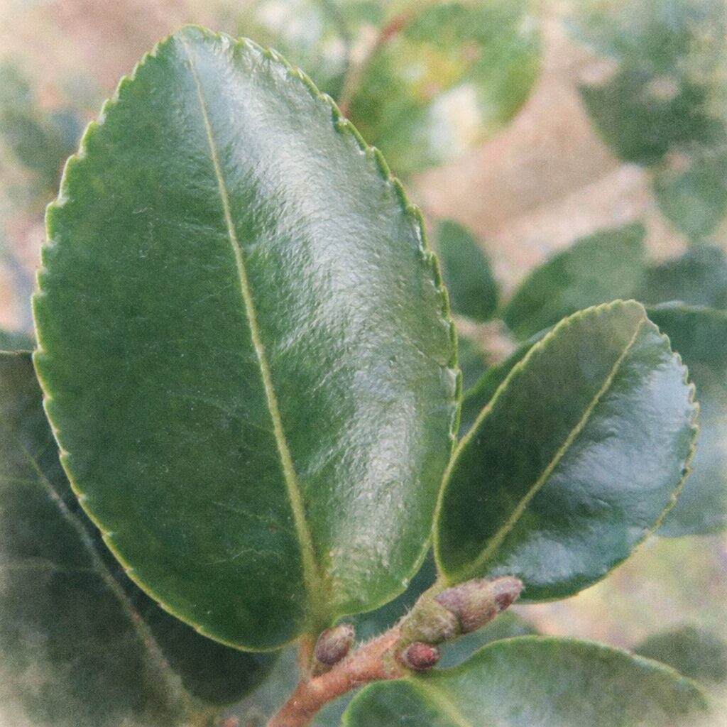 サザンカの濃緑色の葉と枝元の芽を正方形構図で描いた、優しい質感のふんわりとした手描き水彩画風イラスト。艶のある葉の葉脈や縁の形を柔らかなにじみで表現した絵画的なサザンカの葉。