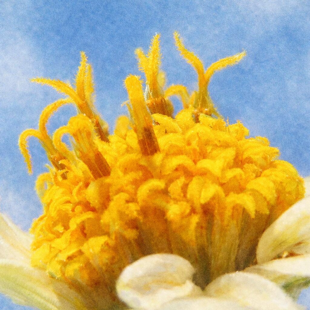 コシロノセンダングサの花芯を描いた手描き水彩画風イラスト｜黄色い筒状花と繊細な花糸をふんわり優しい質感で表現した正方形のボタニカルアート