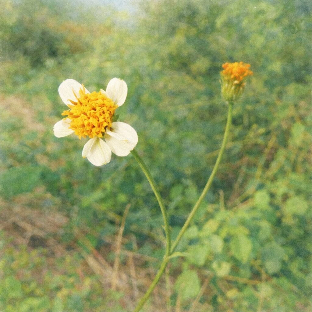 コシロノセンダングサの花とつぼみを描いた手描き水彩画風イラスト｜白い花びらと黄色の花芯、細い茎をやさしい滲みで表現したふんわり質感の正方形ボタニカルアート