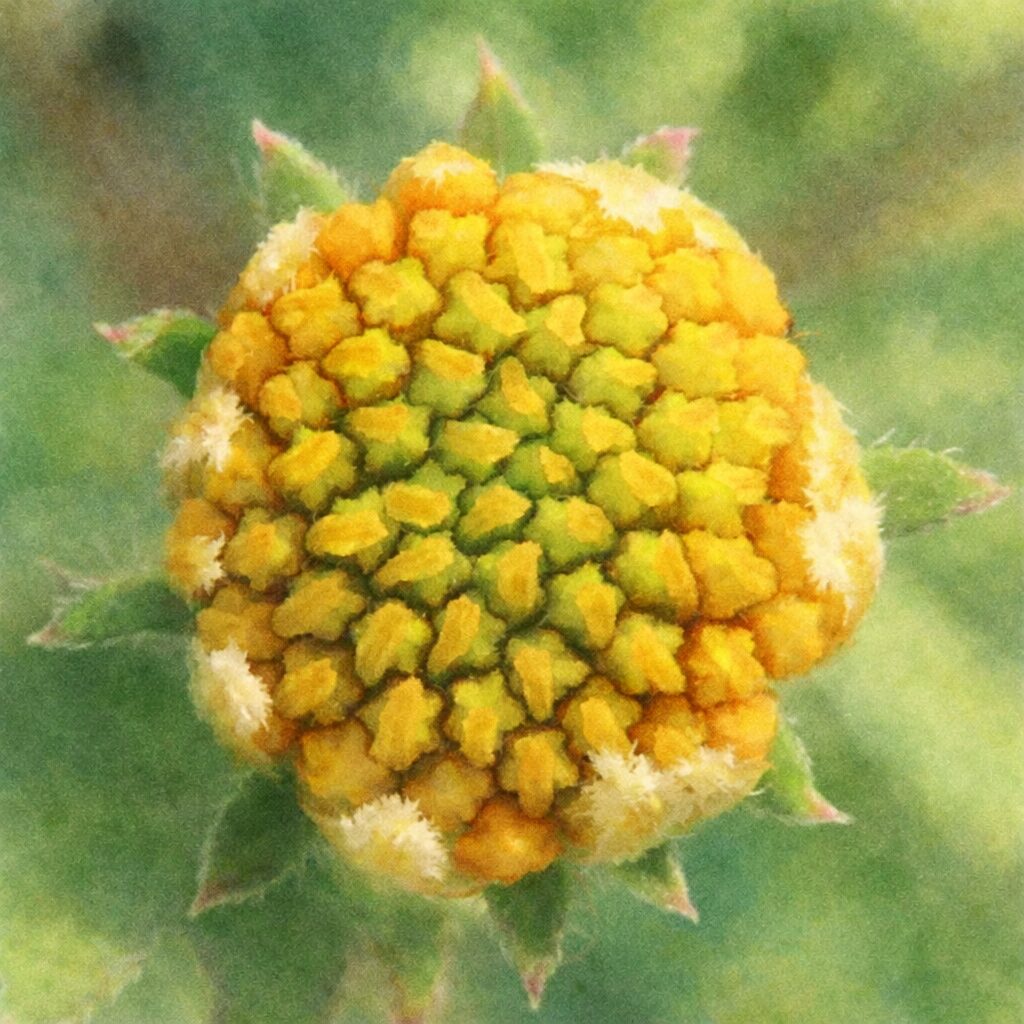 コシロノセンダングサのつぼみを描いた手描き水彩画風イラスト｜黄色と黄緑の花蕾が集まる花芯と白い毛、総苞をやさしい滲みで表現した正方形のボタニカルアート