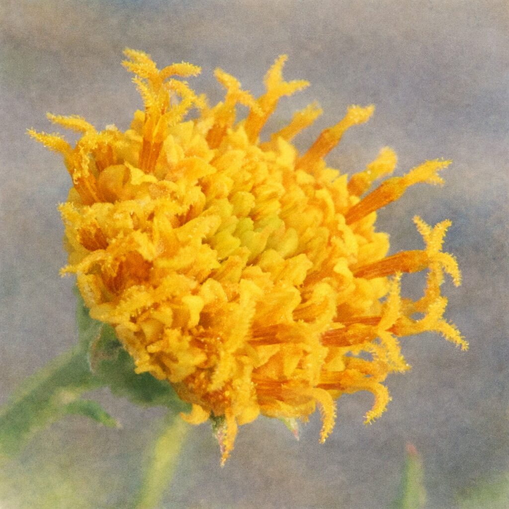 コシロノセンダングサの花芯を描いた手描き水彩画風イラスト｜黄色から橙色の筒状花と繊細な雄しべをふんわり優しい質感で表現した正方形のボタニカルアート