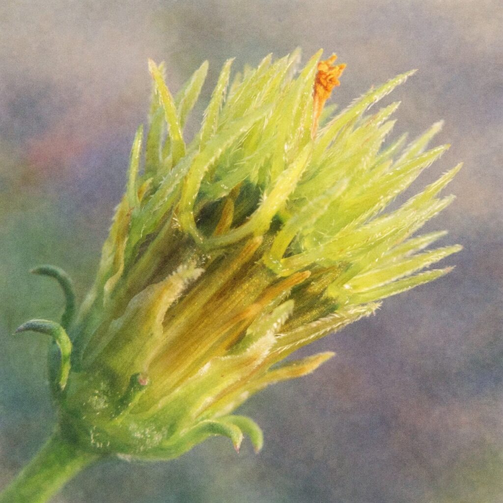 コシロノセンダングサのつぼみを描いた手描き水彩画風イラスト｜黄緑色の総苞と芽吹き始めた橙色の花部をふんわり優しい質感で表現した正方形のボタニカルアート