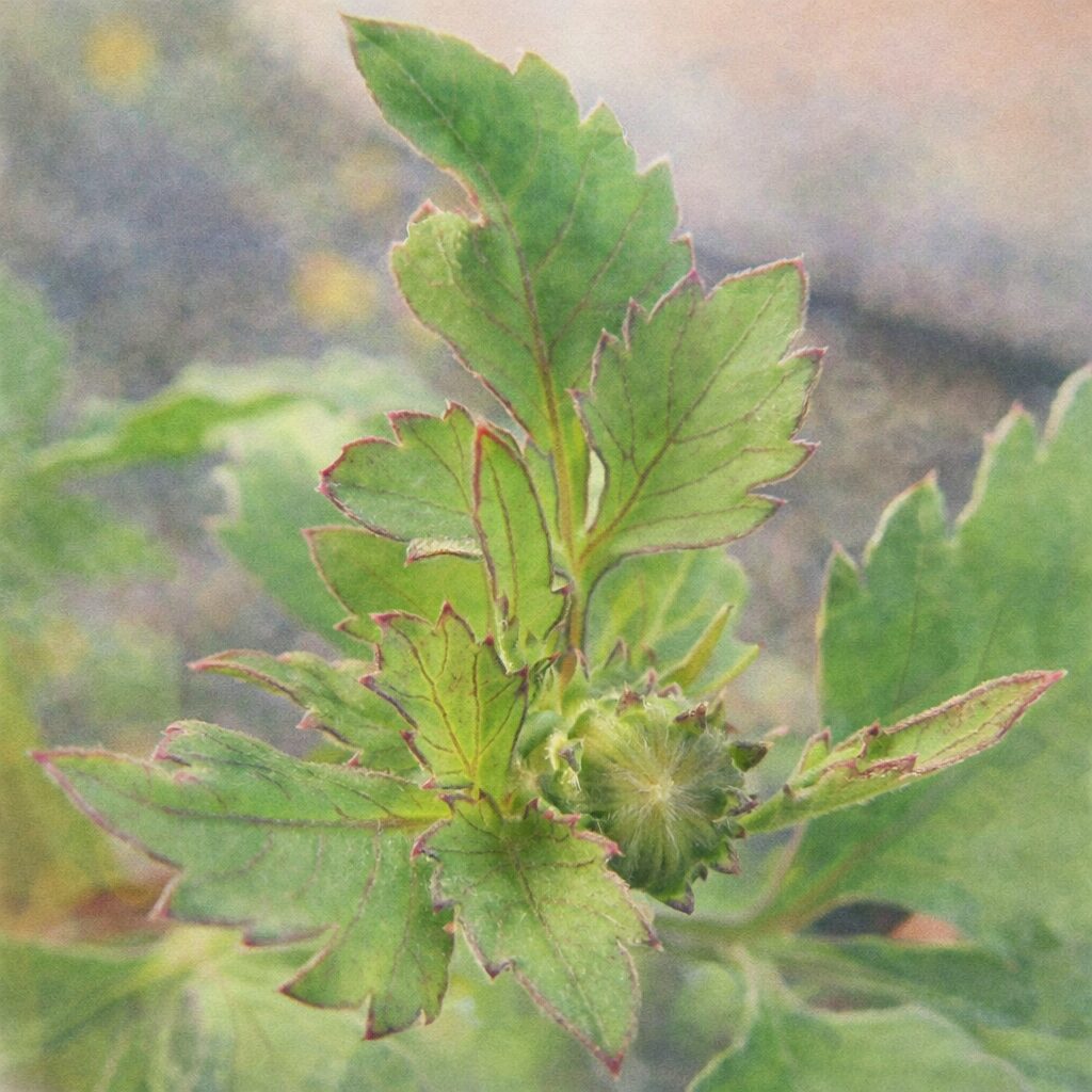 コシロノセンダングサの若芽と花芽を描いた手描き水彩画風イラスト｜切れ込みのある葉と小さなつぼみをやさしい滲みと淡い色合いで表現した正方形のボタニカルアート