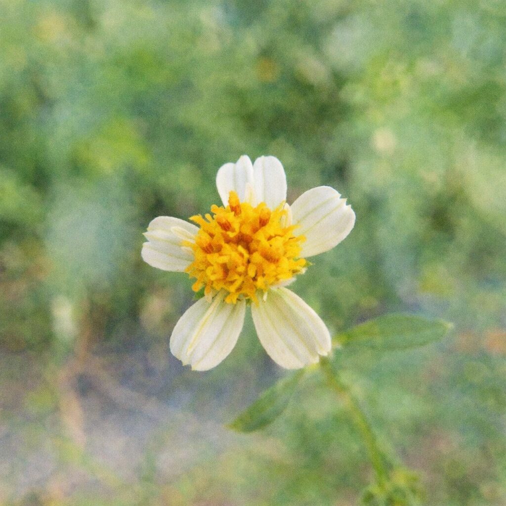 コシロノセンダングサを正面構図で描いた手描き水彩画風イラスト｜白い花びらと黄色の花芯をやさしい滲みと淡い色調で表現したふんわり質感の正方形ボタニカルアート